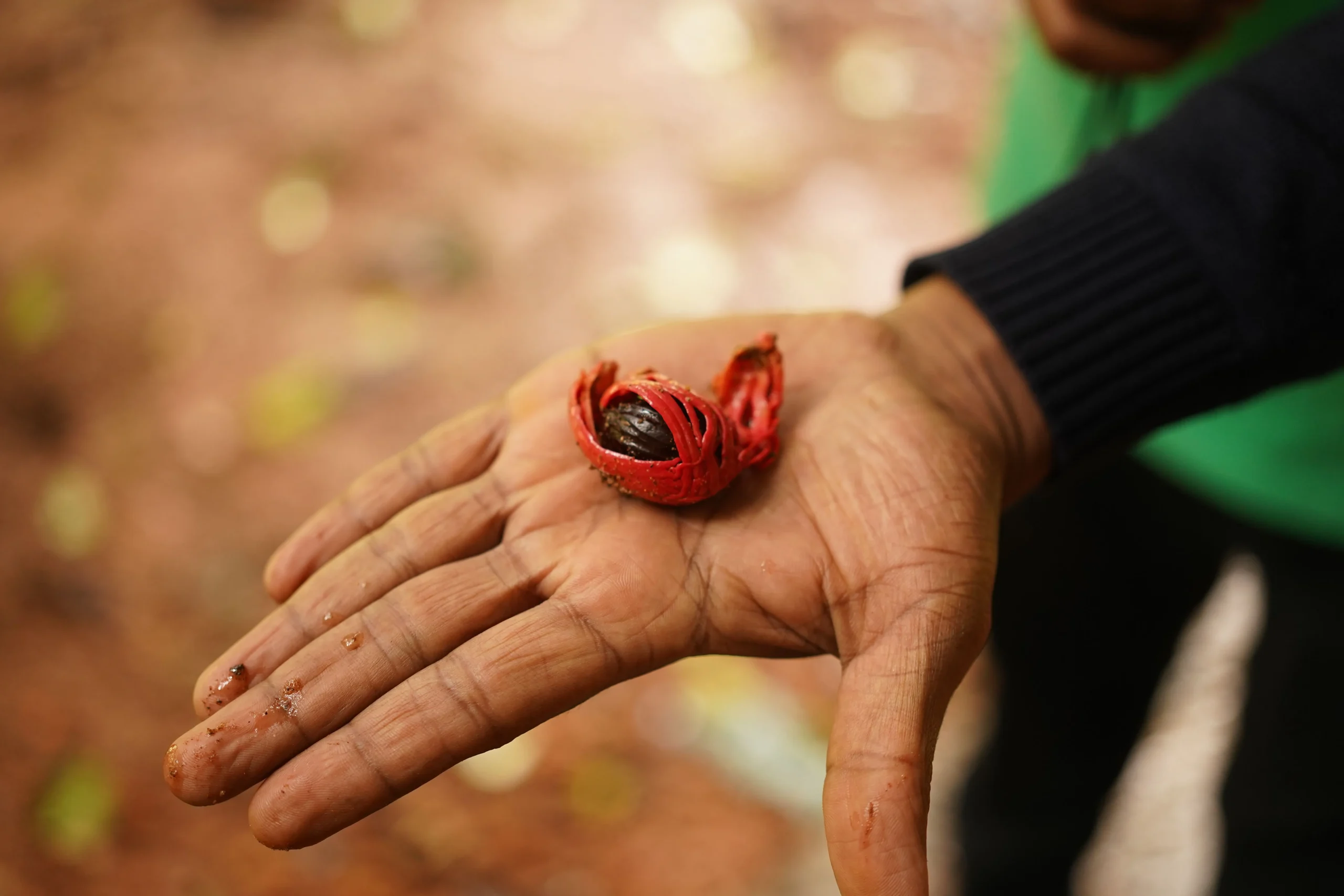 Nutmeg Spice vs Mace: Understanding the Difference