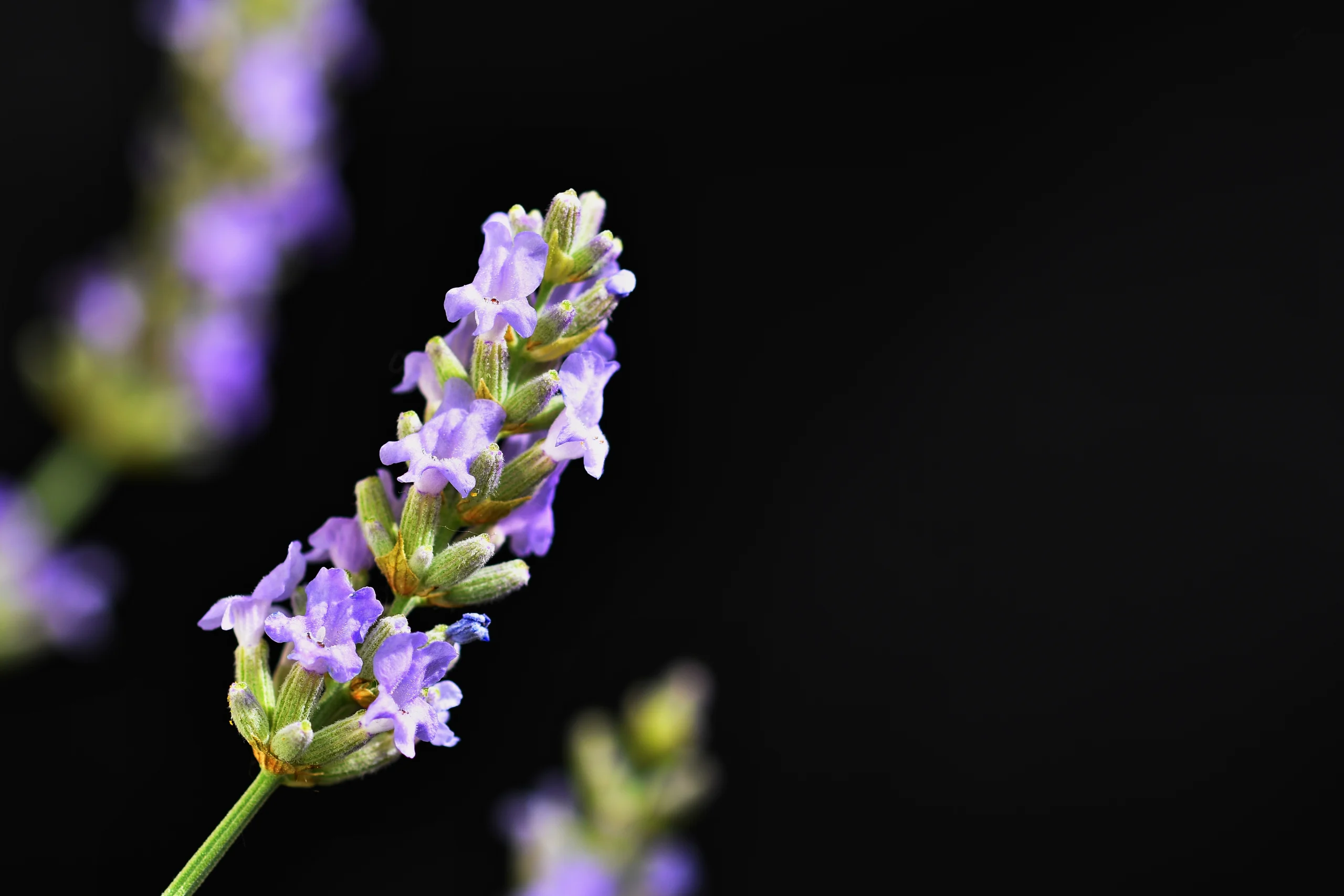 Patchouli Oil Uses: From Perfume to Aromatherapy and Skincare