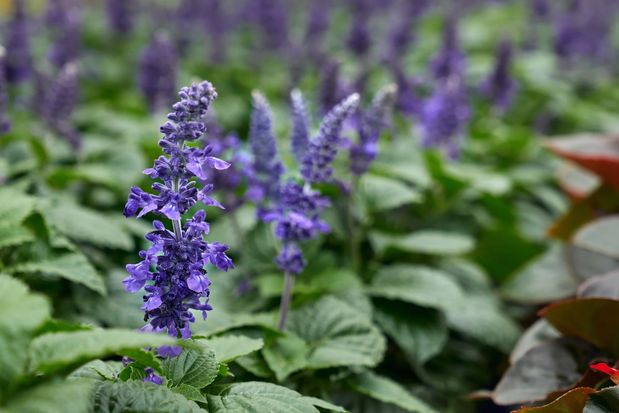 Get To Know Patchouli Scent, Uses, And Benefits of The Plant.