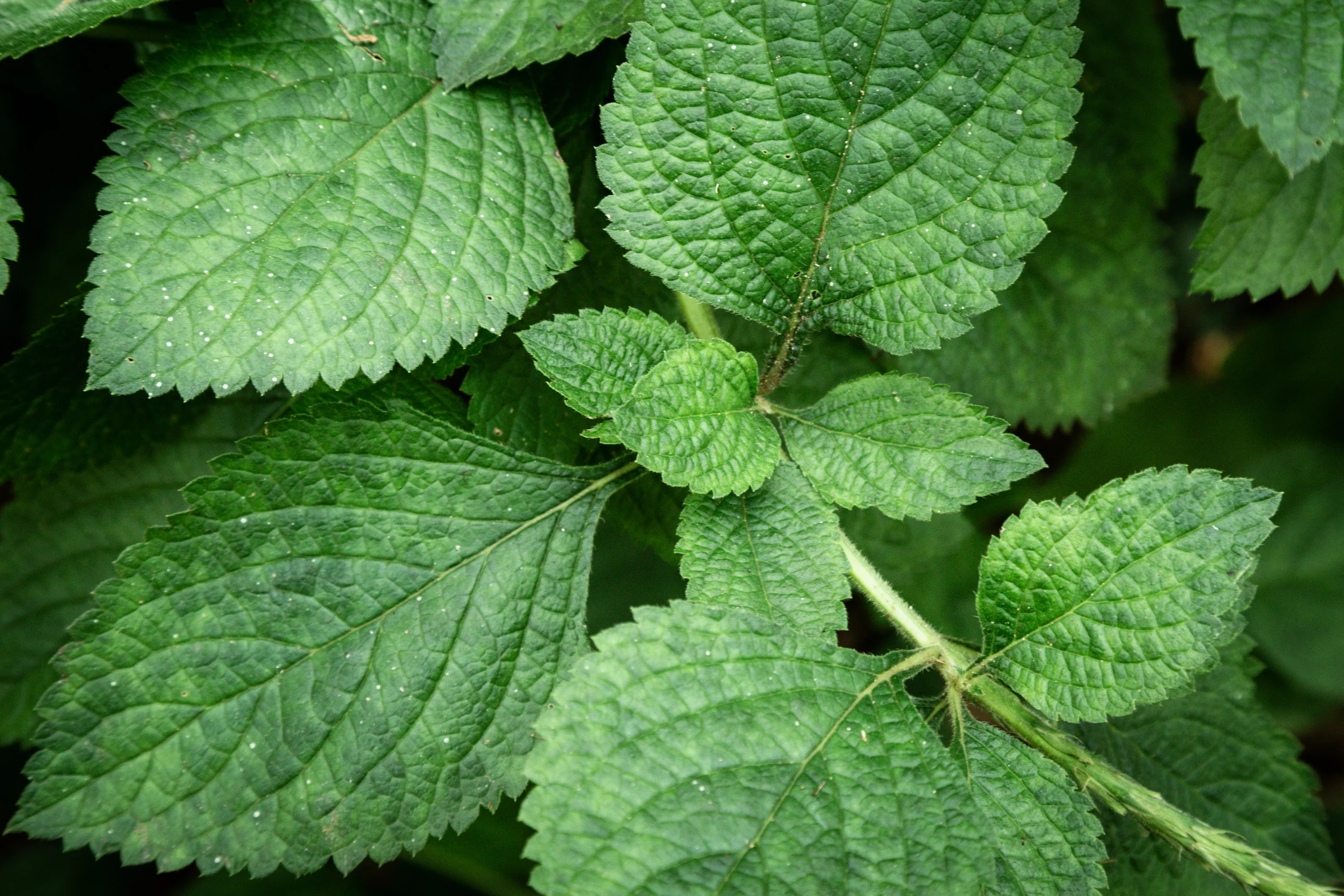 Patchouli Plant: Everything to Know About This Aromatic Herb